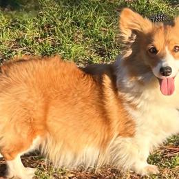 Maizey - Pembroke Welsh Corgi
