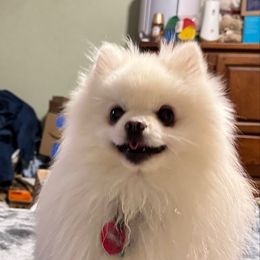 Ollie - Pomeranian
