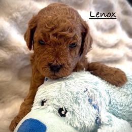 Lenox - Red  male Poodle puppy in Traverse City, Michigan from Riyem Wildflower Farms
