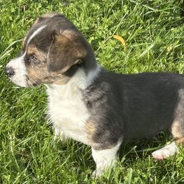 American Corgi Puppies from Patriot American Corgi