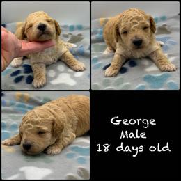 George - Red  male Poodle puppy in Grass Valley, California from Sapphire Ridge Poodles