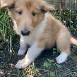 Vera - Sable merle and white female Collie puppy in Yulee, Florida from Three Collie Farm