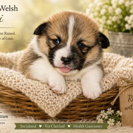 Pembroke Welsh Corgi Puppies from Rhone River Farm Pembroke Welsh Corgis