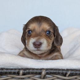 Boy 2 - Chocolate male Dachshund puppy in San Diego, California from Sweetheart Doxies LLC