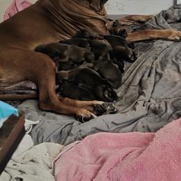 M2 - Rd whtn blk nose male Rhodesian Ridgeback puppy in Chino, California from Desert Star African Lionhounds