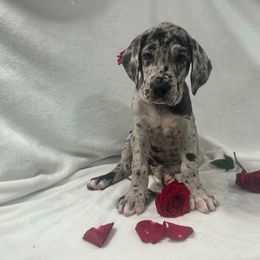 Canyon - Merle male Great Dane puppy in Liberty, New York from Catskills Greatest Danes