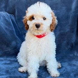Rose - Blenheim female Cavapoo puppy in Ivins, Utah from Taylia's Cavapoos