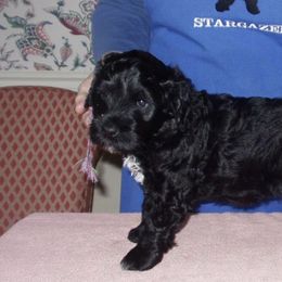 Portuguese Water Dogs from Glory PWDS