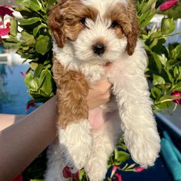 Angel - Blenheim female Cavapoo puppy in Toms River, New Jersey from CavaloveNJ
