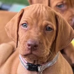 Sis's Girl - Golden rust female Vizsla puppy in Boaz, Alabama from MountainTop Vizslas