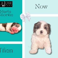 Morkie and Shorkie Puppies from Lil Luxe Pups