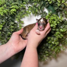 Mike - Sable male Collie puppy in Chilhowie, Virginia from Jolly Collies & Kingdom Elite Yorkshire Terriers