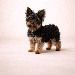 Max - Yorkshire Terrier