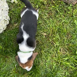 Basset Hound Puppies from Susan's Basset Hounds