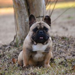 Munchie - French Bulldog