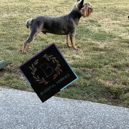 Yorkshire Terrier Puppies from Blissful_Yorkies