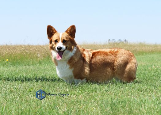 Getting to know the Pembroke Welsh Corgi - Corgis I Texas Corgi Breeder I  Harman Corgis