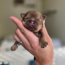 Tate - Liver male Shih Tzu puppy in Lancaster, Ohio from Wandering Tzu