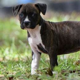 The Gentle Heart - Brown brindle female American Staffordshire Terrier puppy in St. Augustine, Florida from LBK & Ancient City