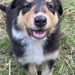 Whitney - Black white and tan female Collie puppy in Yulee, Florida from Three Collie Farm
