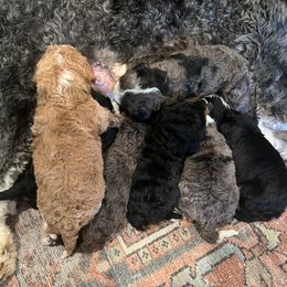Bernedoodle and French Bulldog Puppies from Bernied00dle Love & Fr3nchi3 Love