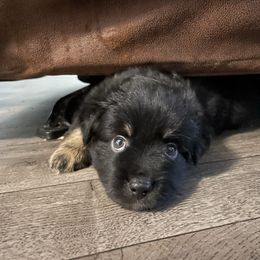 Henry - Black tri male Miniature Australian Shepherd puppy in Brenham, Texas from Stone N Rose Kennels