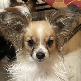 Ashley - Papillon