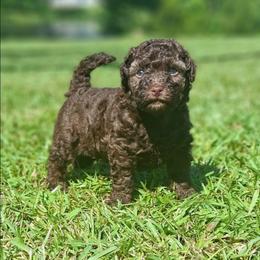 Bronco - Brown male Shihpoo puppy in Macon, Georgia from Shipoo Lane