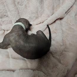 Zero - Black male Xoloitzcuintli puppy in Eugene, Oregon from Naked nobles kennel