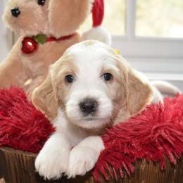 Bernedoodle and Goldendoodle Puppies from Above and Beyond Standards