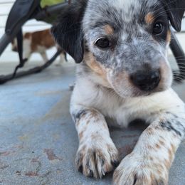 Kate - Black and white female Companion Cross puppy in Vichy, Missouri from MX Kennel - Central MO
