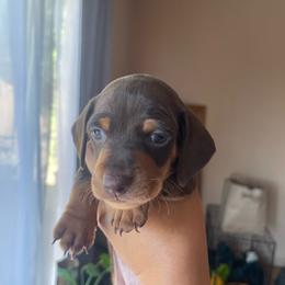 Chase Jr. - Chocolate and tan male Dachshund puppy in Yuba City, California from The Navarro Furbabies