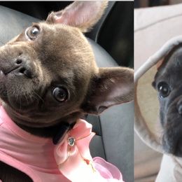 French Bulldogs and Poodles from KAI Kennels
