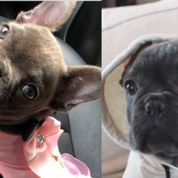 French Bulldogs and Poodles from KAI Kennels