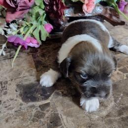 Glory - Red sable female Havanese puppy in Cleveland, Texas from 7th Heaven Havanese of Texas