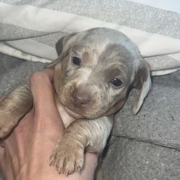 Ash - Dapple male Dachshund puppy in Senoia, Georgia from Honey Creek Doxies