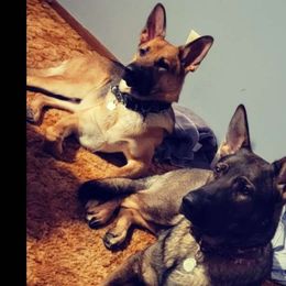 German Shepherds and Siberian Huskies from WolfPackk