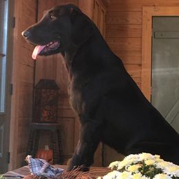 Labrador Retrievers from Palmetto Creek Kennels & Gundogs, LLC