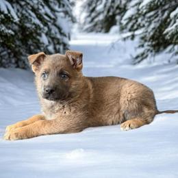Blue Sable Female 2 - Blue female German Shepherd puppy in Tafton, Pennsylvania from Pocono GSD