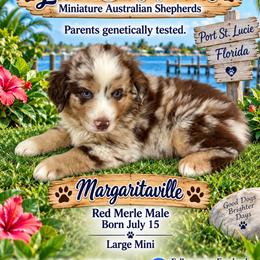 Boy 2 - male Miniature Australian Shepherd puppy in Port Saint Lucie, Florida from Charlene Brannon's Mini Australian Shepherds