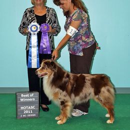 Australian Shepherd All Grown Up from Roanoak Australian Shepherds