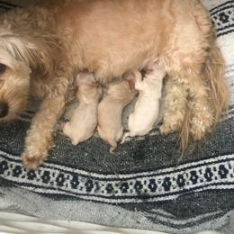 Boy1 - Cream male Havapoo puppy in Hudson, Indiana from A&G Maltipoos