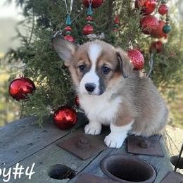 Boy 4 - Sable male Pembroke Welsh Corgi puppy in Nixa, Missouri from Pistol Creek Puppies