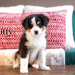 KITTY - Black tri female Miniature American Shepherd puppy in Puyallup, Washington from TRAILS END GEMINI