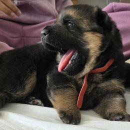 Red - Black and tan female German Shepherd puppy in Snoqualmie, Washington from Beau Ideal German Shepherds