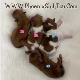 Shih Tzu Puppies from Phoenix Shih Tzu