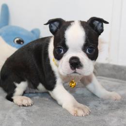 Lumi Girl 1 - Black brindle and white female Boston Terrier puppy in Brooksville, Florida from I Love Pups