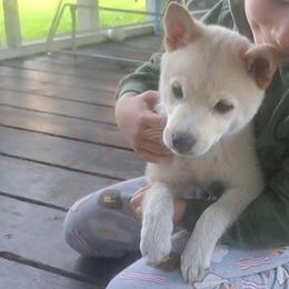MoMo - Cream male Shiba Inu puppy in Osceola, Iowa from Jordan's Shiba Inu