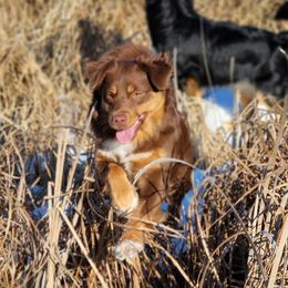 Bailey - Miniature Australian Shepherd