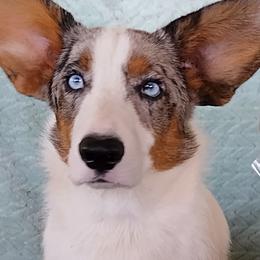 Tina - Cardigan Welsh Corgi